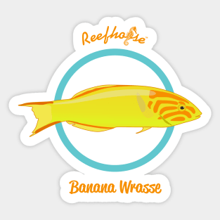 Banana Wrasse Sticker